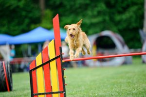 dog jumping on a dog agility course