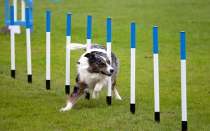 Dog running through the weave at a dog agility courseMore dog agility images: