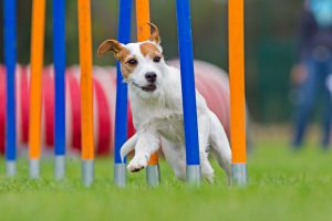 Dog agility slalom