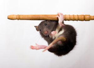 The black baby rat hangs on a pipe