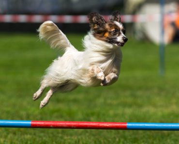 agility koira dog