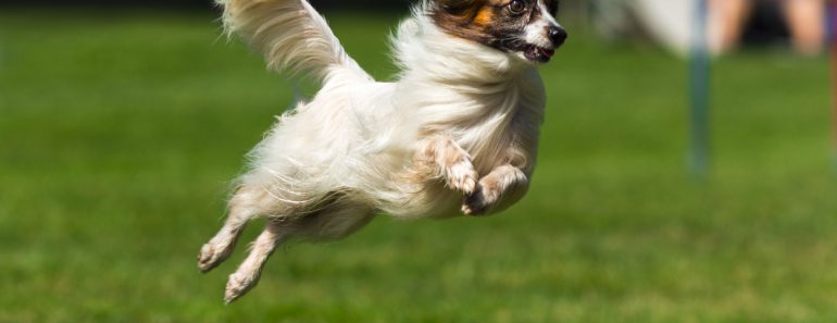 agility koira dog